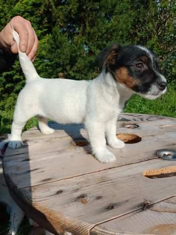 Jack Russell