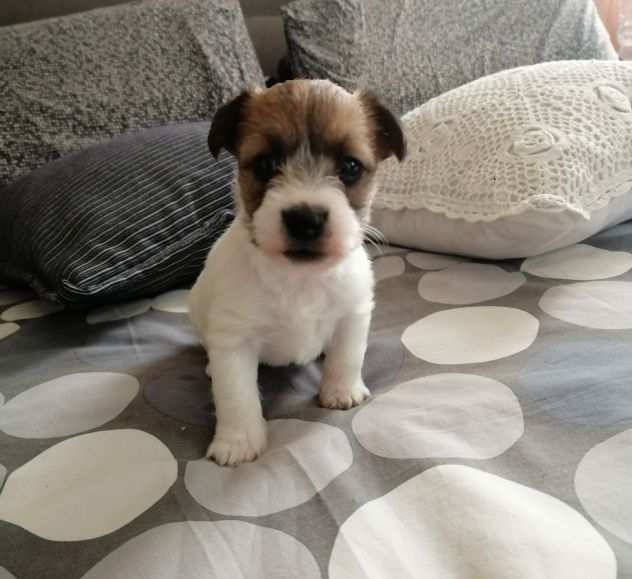 Jack Russell a pelo lungo
