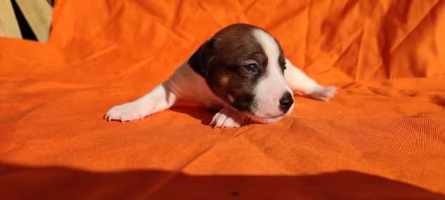 Jack Russell Con Pedigree