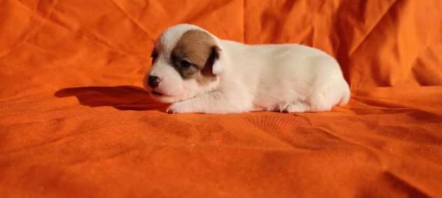 Jack Russell Con Pedigree