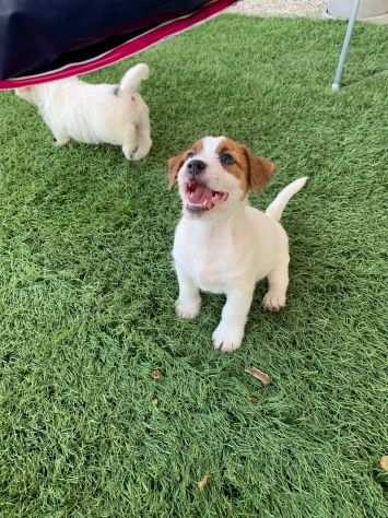 Jack Russell (con pedigree ENCI)