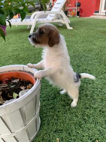 Jack Russell (con pedigree ENCI)