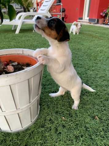 Jack Russell (con pedigree ENCI)