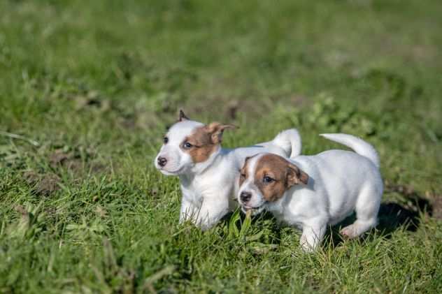 JACK RUSSELL CUCCIOLI