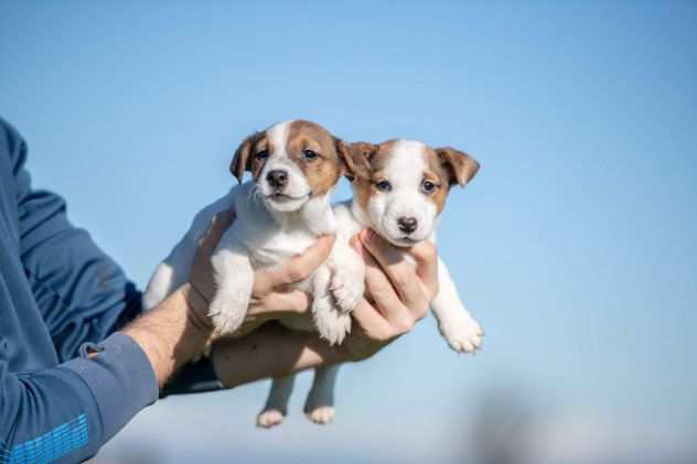 JACK RUSSELL CUCCIOLI