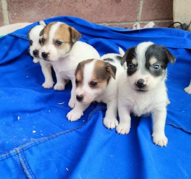 JACK RUSSELL CUCCIOLI