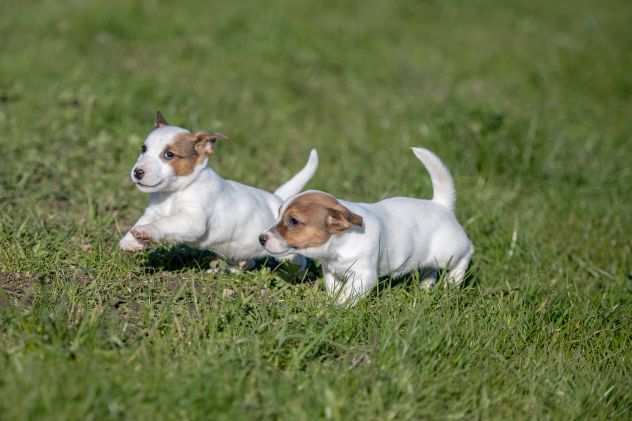 JACK RUSSELL CUCCIOLI