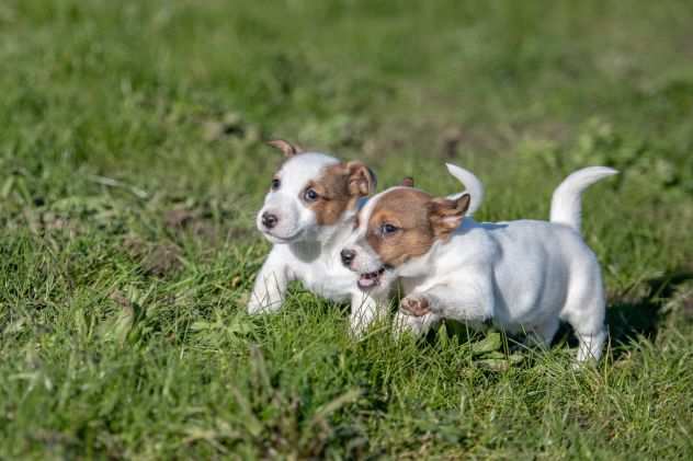 JACK RUSSELL CUCCIOLI