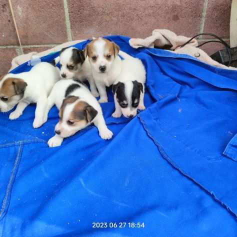 JACK RUSSELL CUCCIOLI