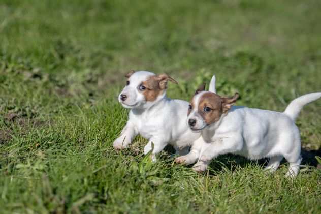 JACK RUSSELL CUCCIOLI