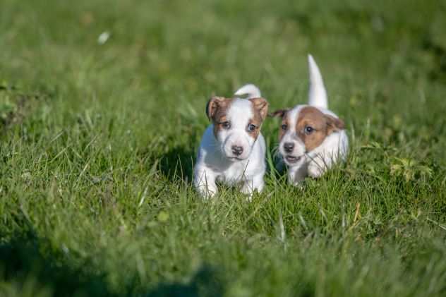 JACK RUSSELL CUCCIOLI