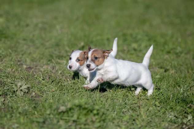 JACK RUSSELL CUCCIOLI