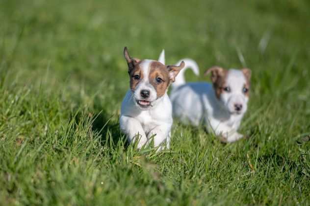 JACK RUSSELL CUCCIOLI