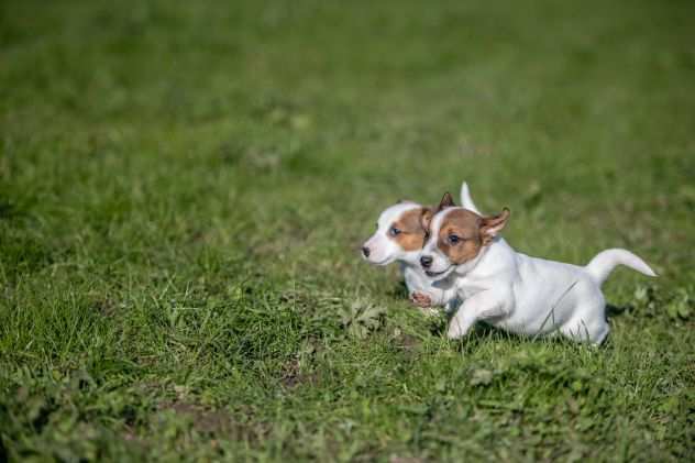 JACK RUSSELL CUCCIOLI