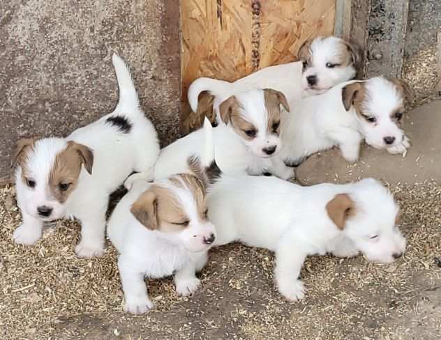 JACK RUSSELL pelo ruvido con Pedigree