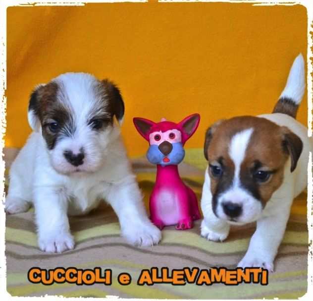 Jack Russell (Russel) Cuccioli (PedigreeAllevamento)