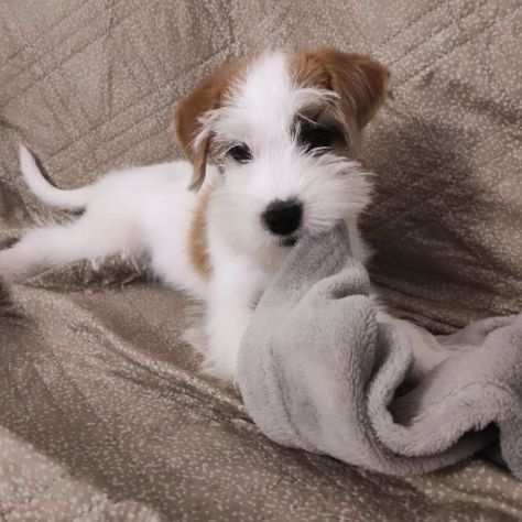 Jack Russell terrier