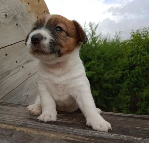 Jack Russell Terrier