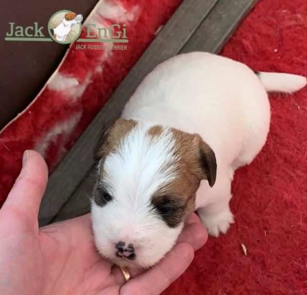 Jack russell terrier