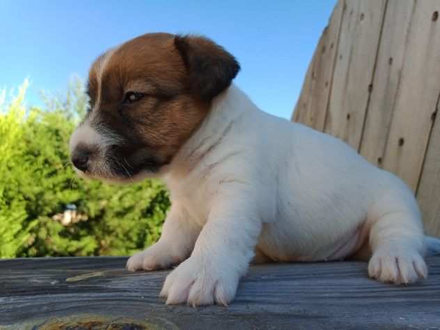 Jack Russell Terrier