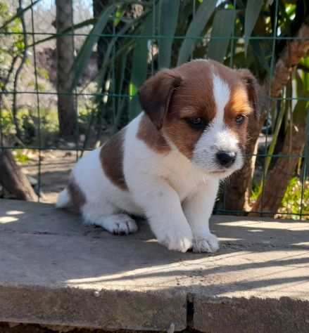 Jack Russell Terrier Broken cuccioli