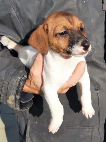 Jack Russell Terrier cuccioli