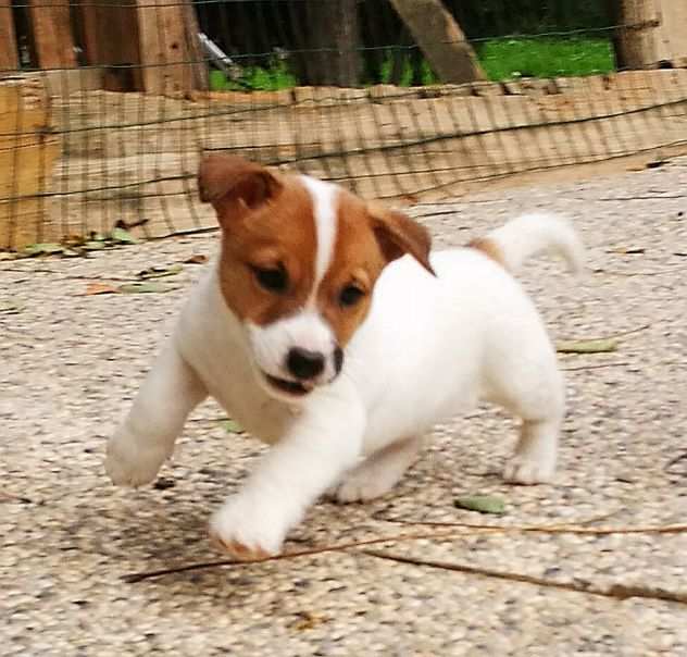 JACK RUSSELL TERRIER CUCCIOLI