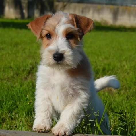 Jack Russell Terrier - Cuccioli Altamente Selezionati