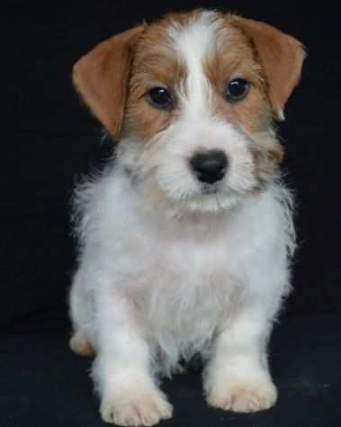 Jack Russell Terrier - Cuccioli Altamente Selezionati