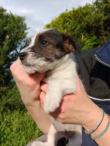 Jack Russell Terrier Pelo Ruvido