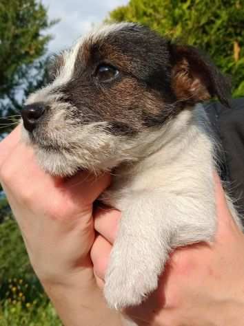 Jack Russell Terrier Pelo Ruvido