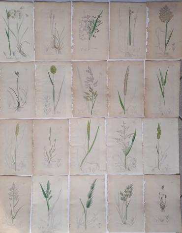 James Sowerby - A set of 20 handcoloured botanical copper engravings from English Botany, 1850