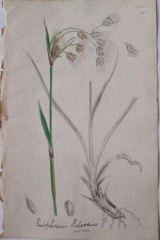 James Sowerby - A set of 20 handcoloured botanical copper engravings from English Botany, 1850