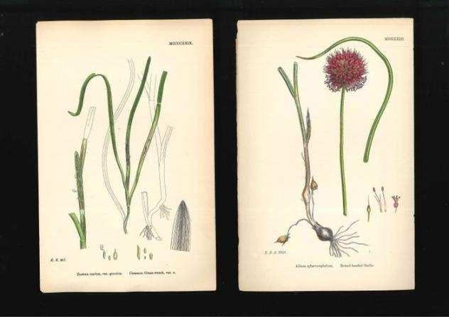 James Sowerby - James Sowerby - set of 42 prints hand colored from English Botany - 1866 - 1866