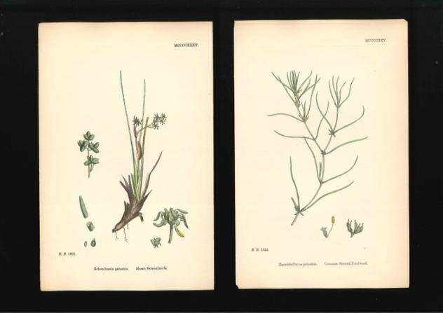 James Sowerby - James Sowerby - set of 42 prints hand colored from English Botany - 1866 - 1866