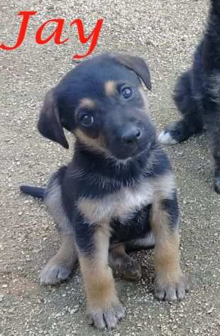 JAY, adorabile cagnolino in adozione