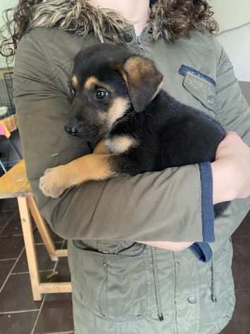 JAY, adorabile cagnolino in adozione