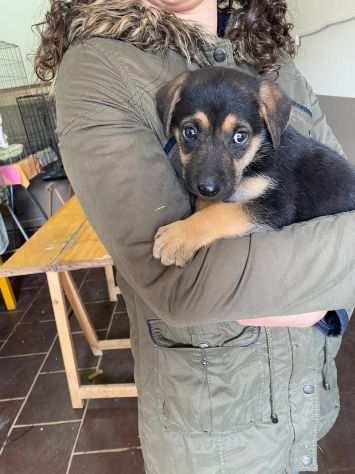 JAY, adorabile cagnolino in adozione