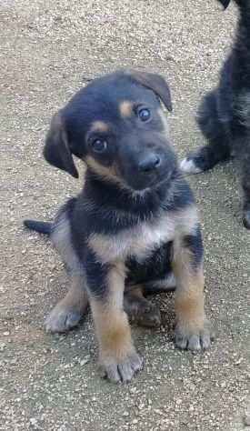 JAY, adorabile cagnolino in adozione