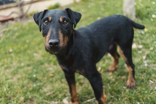 Jazz, JAGD TERRIER speciale cerca casa