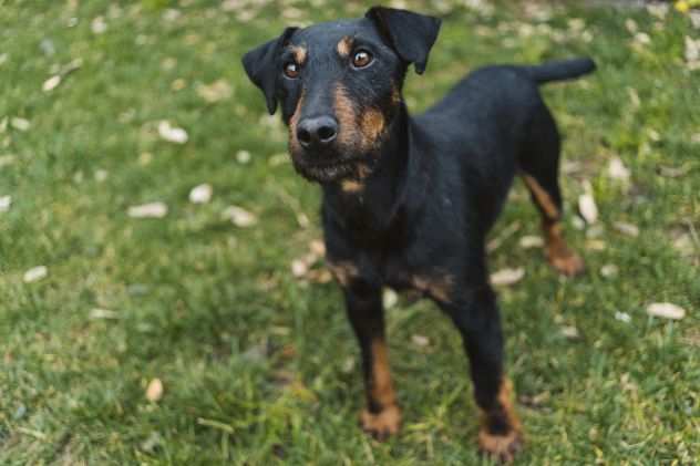 Jazz, JAGD TERRIER speciale cercaa casa