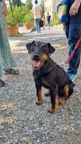 Jazz, JAGD TERRIER speciale cercaa casa