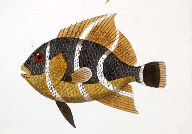 Jean Gabriel Precirctre - Antique Engraving on Fishes Original watercolouring (set of 6) - 1819