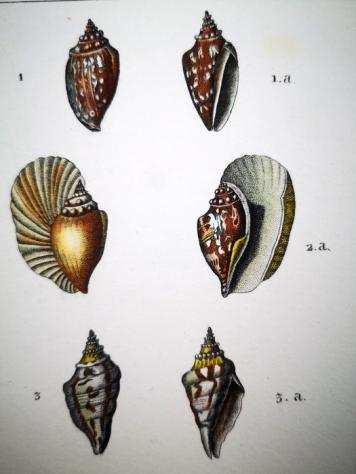 Jean-Gabriel Precirctre - Original Engravings with Superb Antique Watercolouring on shells, seacreatures, corals - 1830