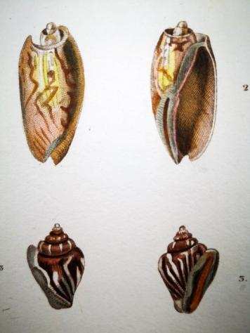 Jean-Gabriel Precirctre - Original Engravings with Superb Antique Watercolouring on shells, seacreatures, corals - 1830