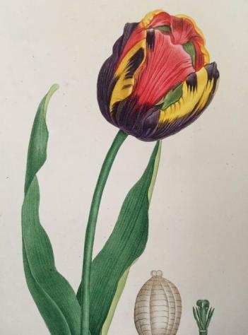 Jean-Henri Jaume Saint-Hilaire - Plantes de la France deacutecrites et peintes dapregraves nature - 1823
