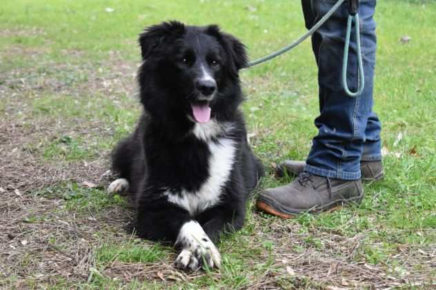 JEZEBEL,BELLA,DERIVATA BORDER COLLIE,TG MEDIA,BUONA,COMPATIBILE CON ALTRI