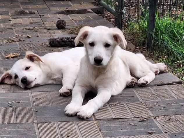 Jim e Jazz cuccioli simil labrador