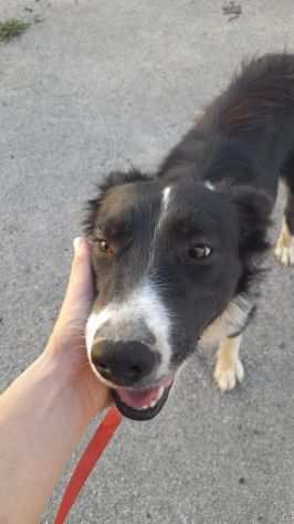 Jimmy simil border collie