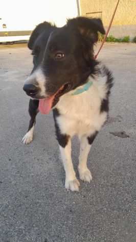 Jimmy simil border collie